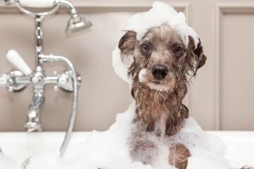 Puppy bathing