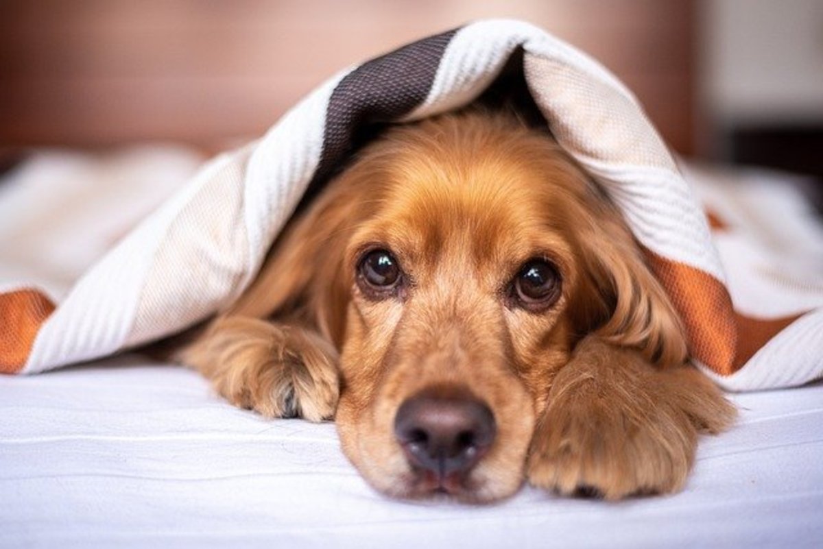 Why do dogs sleep under the covers?