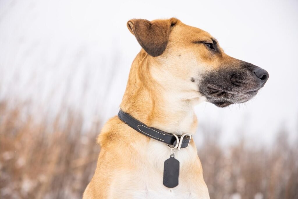 Dog GPS Collar