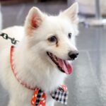 Dog Tear Stains: How to Clean and Remove Naturally