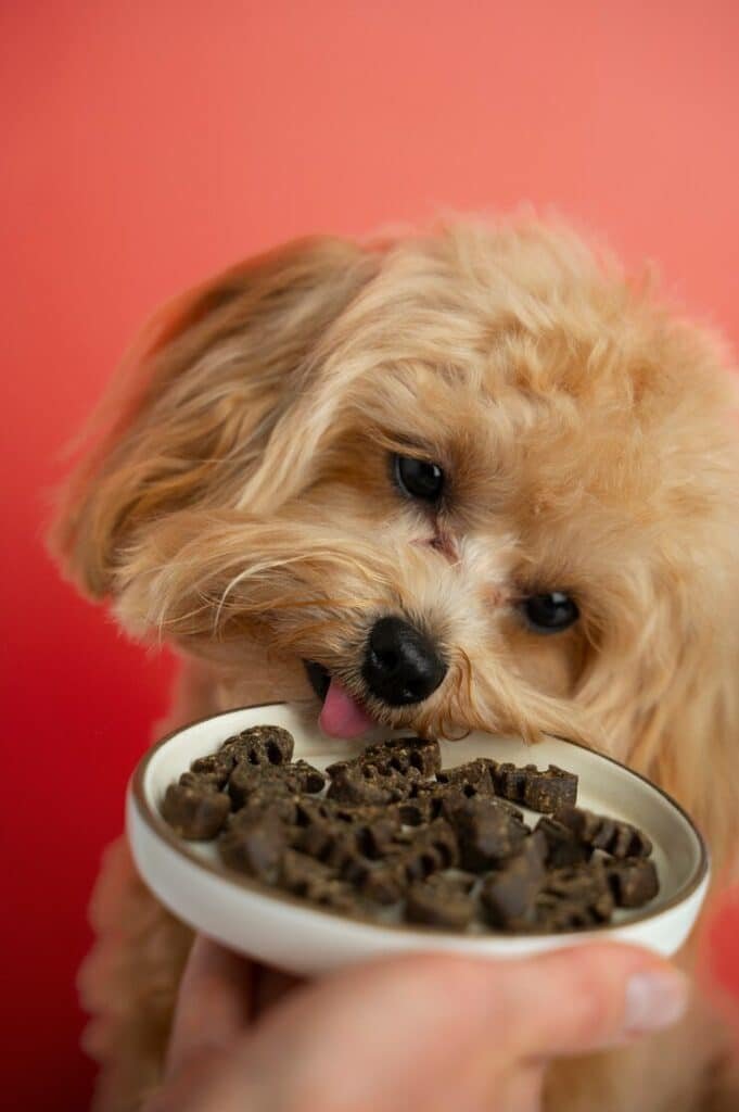 Dog Tear Stains with Food Allergy