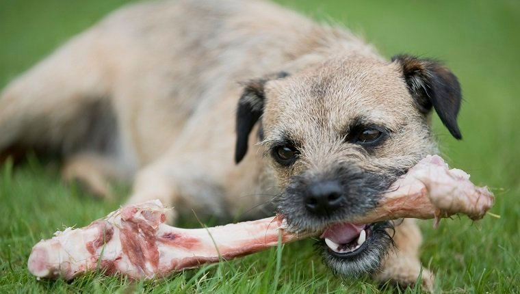 Can Dogs Eat Lamb Bones or Mutton Bones?