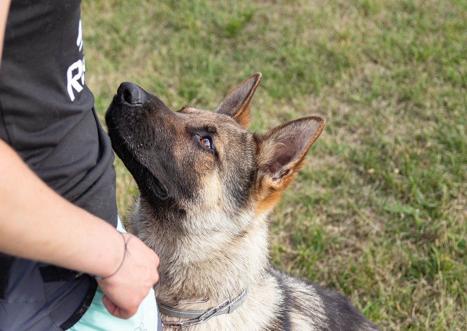 Best Way to Train Your German Shepherds as Service Dogs