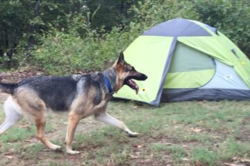 Camping with German shepherd