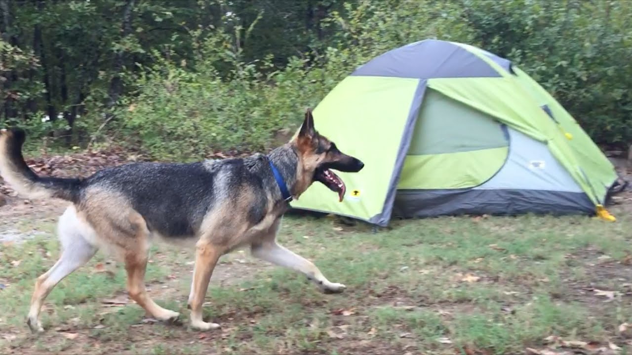 7 Tips for Camping with German shepherd Dog