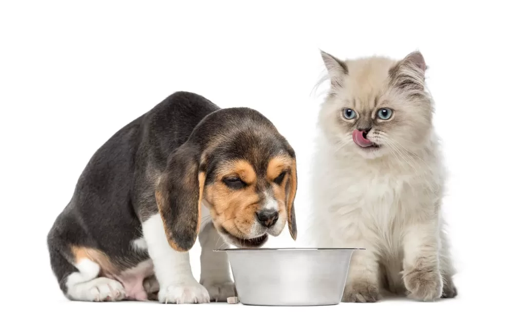 Dogs Eat Cat Treats