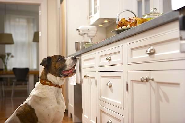 How to Stop Dogs From Jumping On Counters?