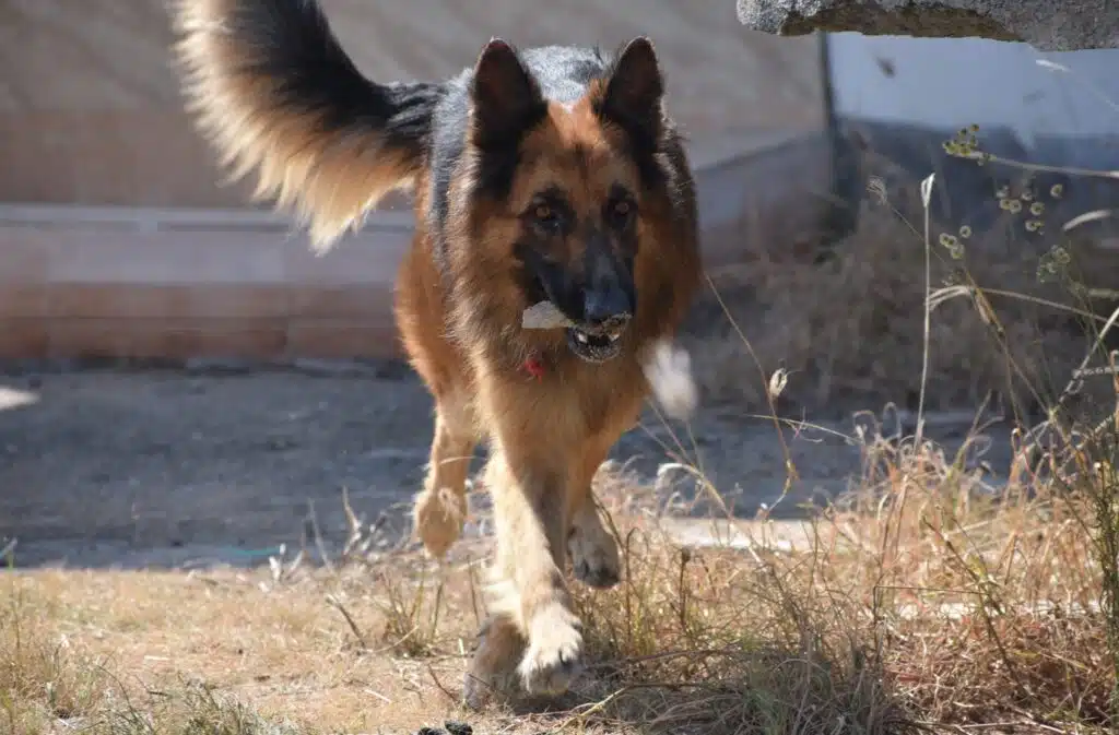 Dog Licking Soil