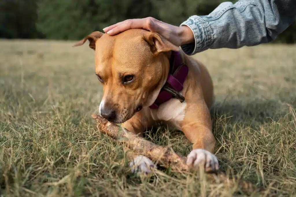 Dog Licking Soil Behavior