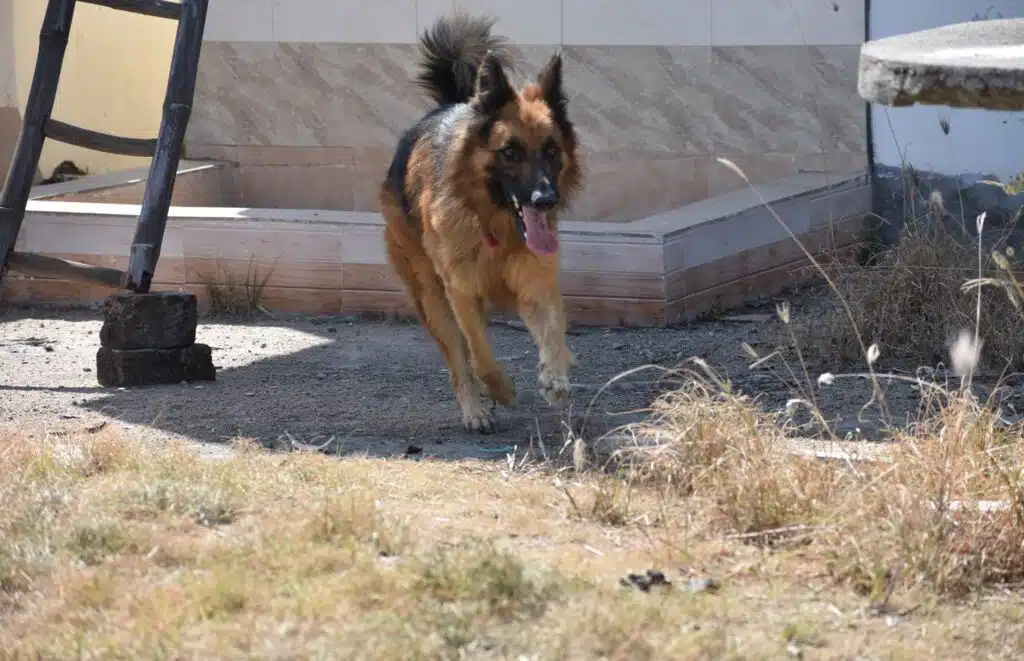 Dog licking Soil on Terrace