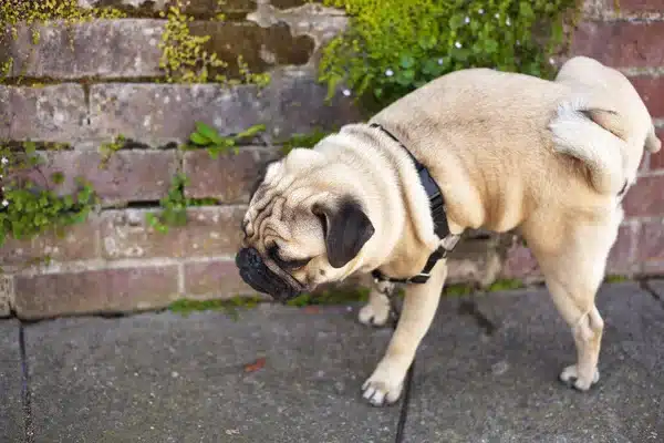 dog licking urine