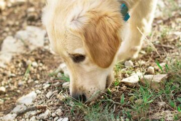 Dog Licking Soil