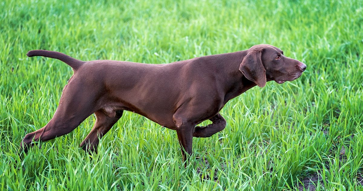 Dog With Sudden Weight Loss