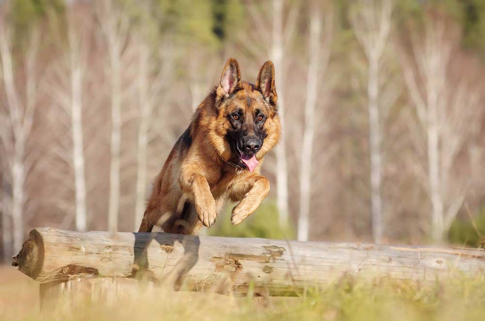 5 Best High Fiber Foods for German Shepherd Dogs