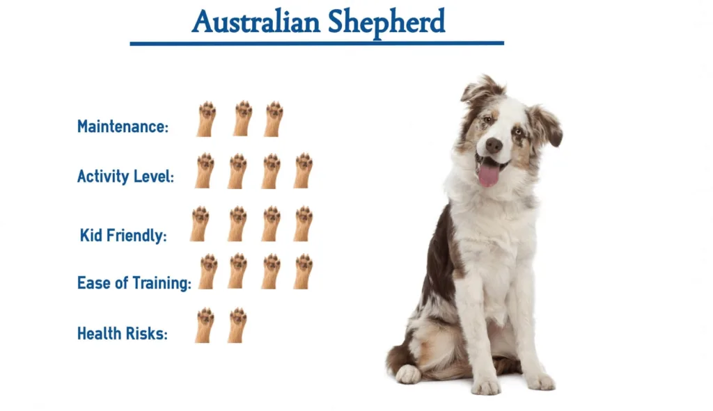 Australian Shepherds Hypoallergenic