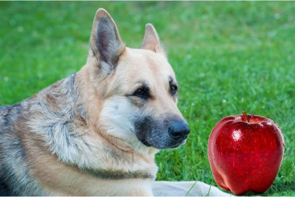 German shepherd Apples