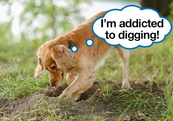 Stop a Dog from Digging