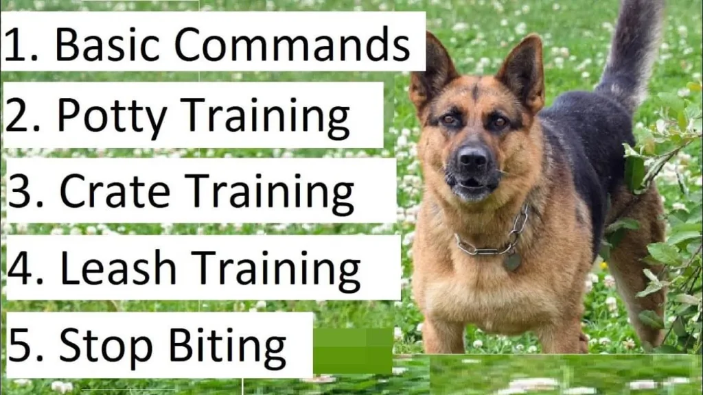 Differences and Similarities between the Shiloh Shepherd and the German shepherd