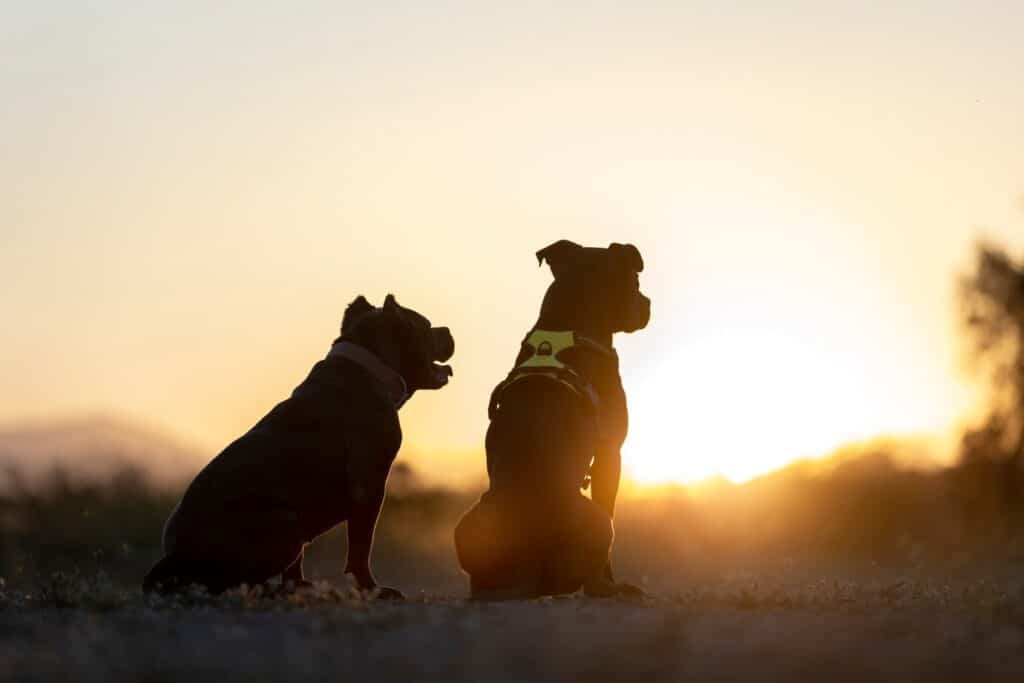 Two Dogs Communicating