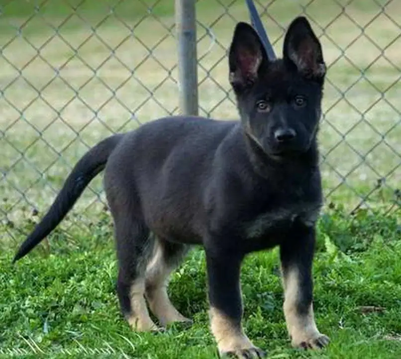 Beyond Black and Tan: The Allure of Bi Color German Shepherd Dogs