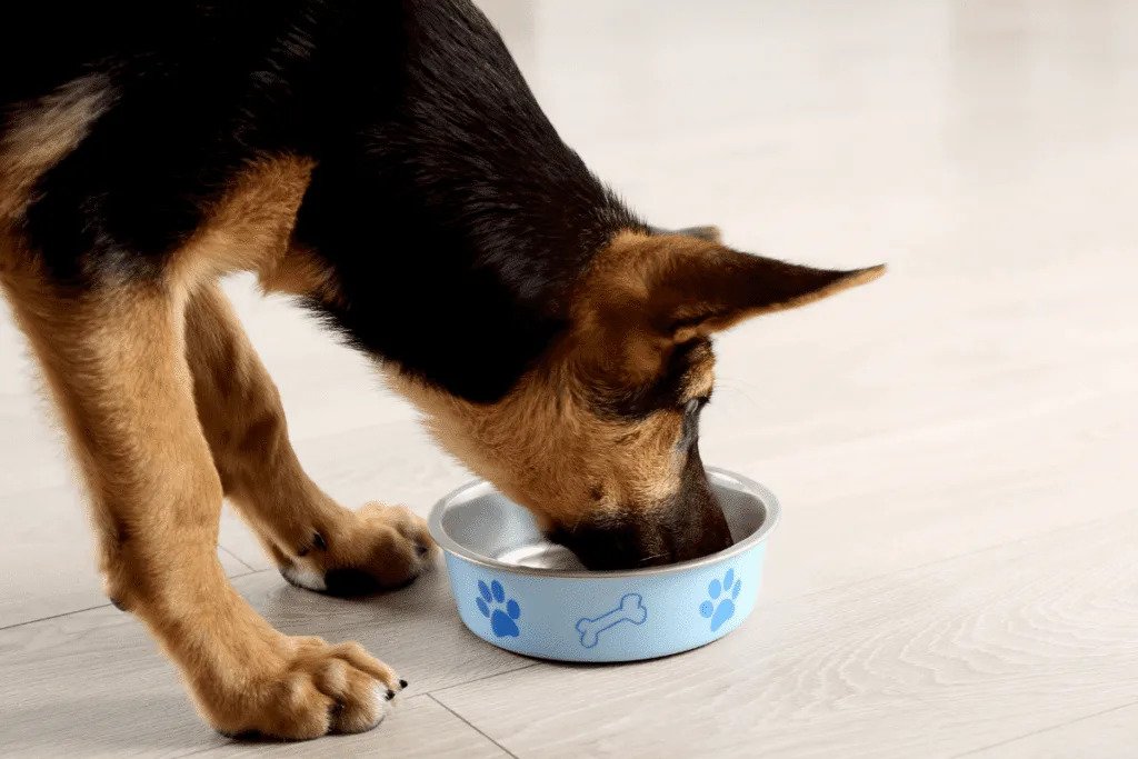 How Much Water Should A Puppy Drink In A Day 