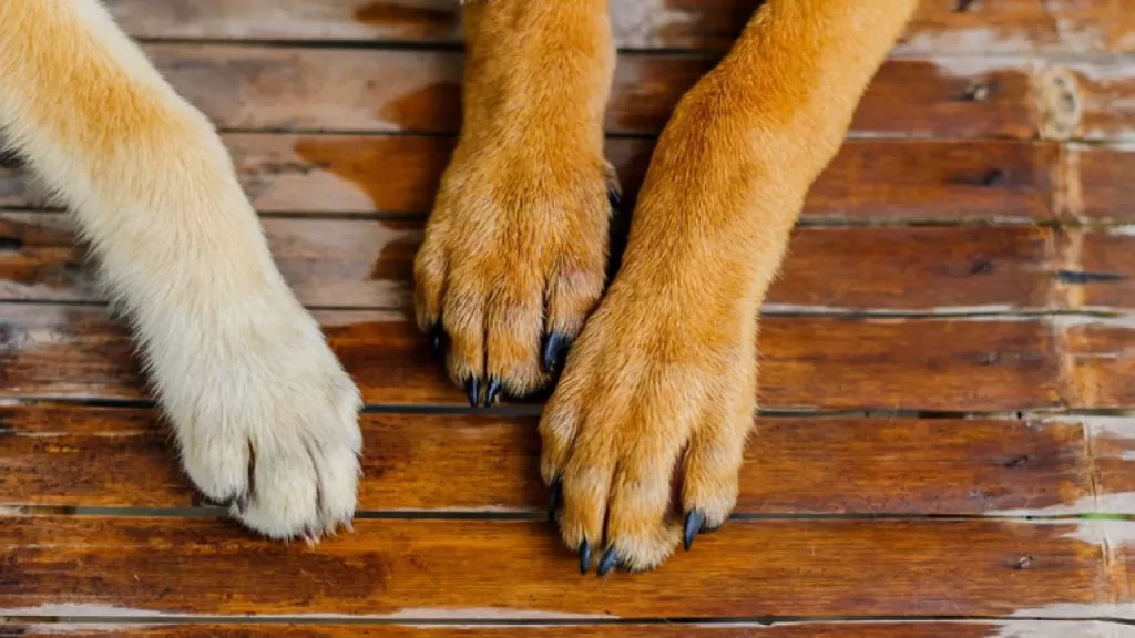 Clean Your Dog Paws
