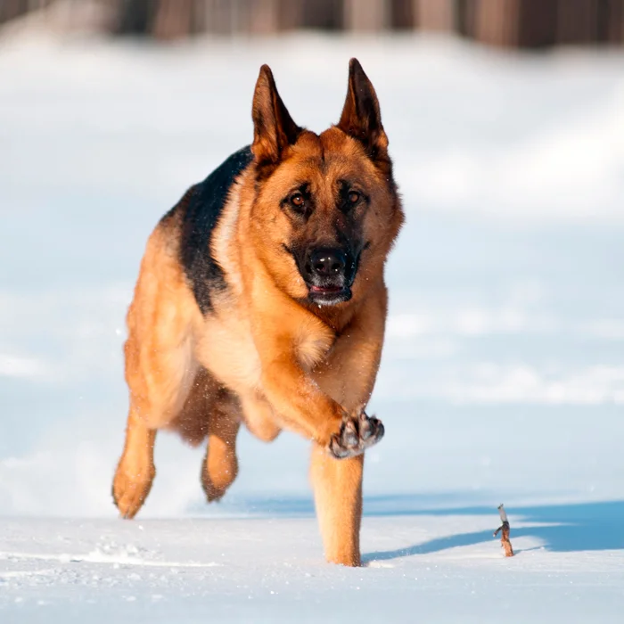 too cold for a German shepherd