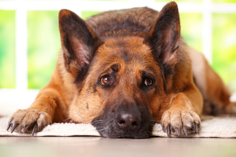 Constipation Remedies for German Shepherd Dogs