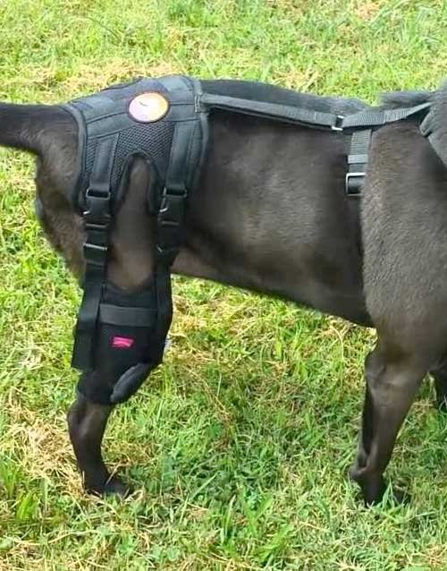 Can Orthopaedic Dog Knee Brace Help My Pet? Germanshepherddog.info