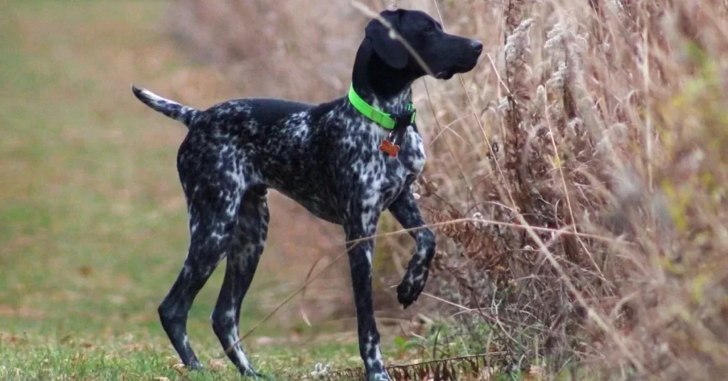 Black German Short haired Pointers