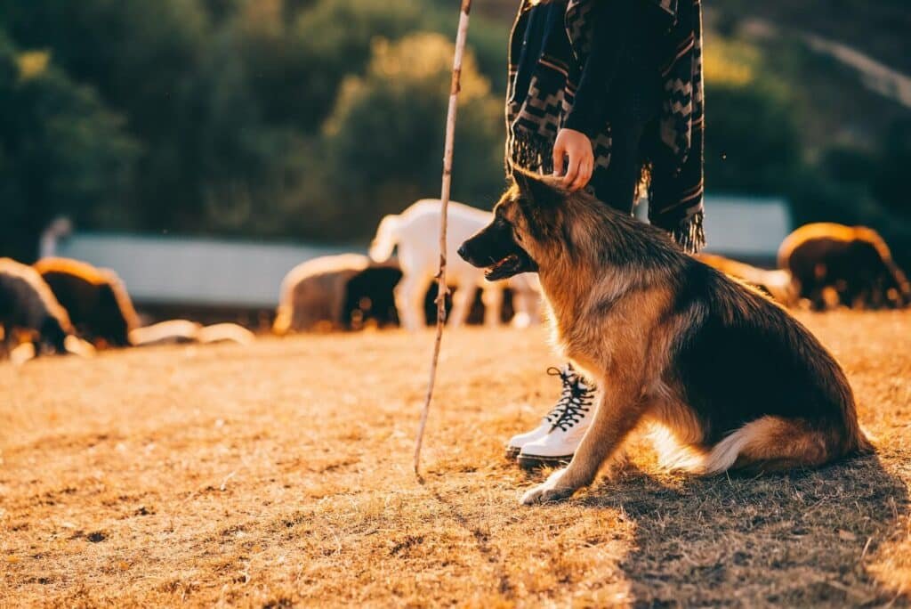 Can Dogs Drink RainWater