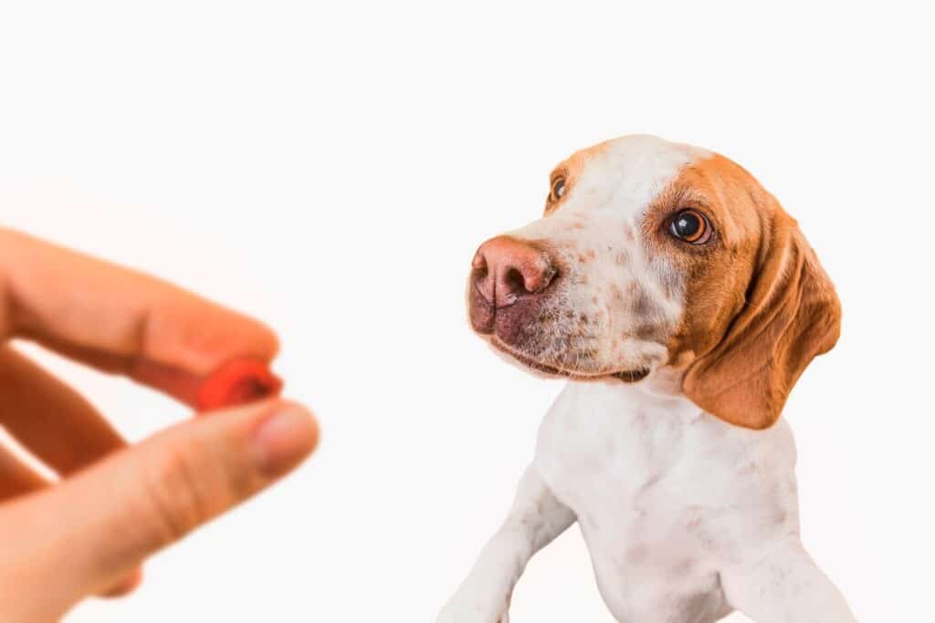 Can Dogs Eat Pickles