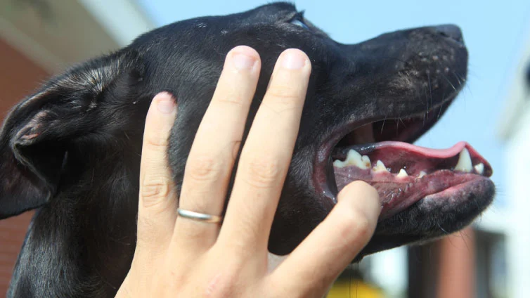 Canine-Black-Gum-Disease-in-Dogs