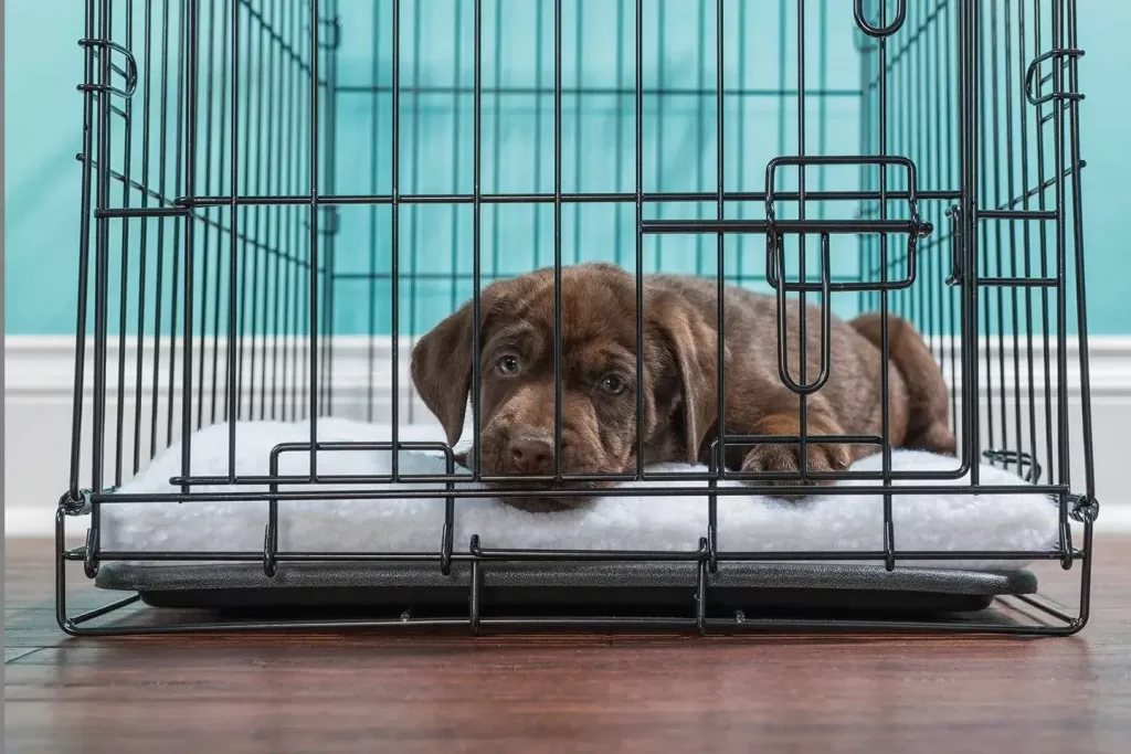 5 Creative Ways To Crate Train Your Puppy