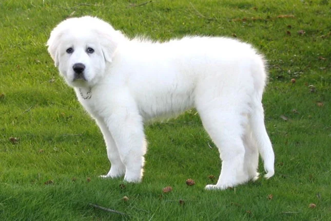 Great Pyrenees Cost