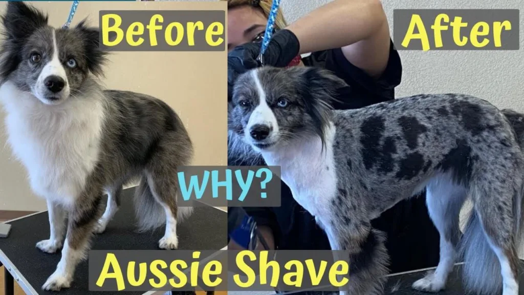 Shaved Australian Shepherd