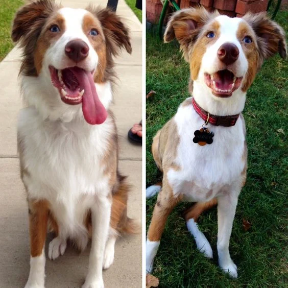 Shaved Australian Shepherd