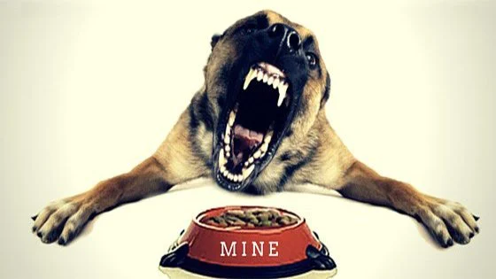 food Possessive dog