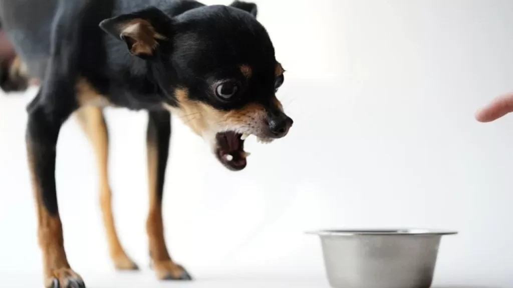 food Possessive dog