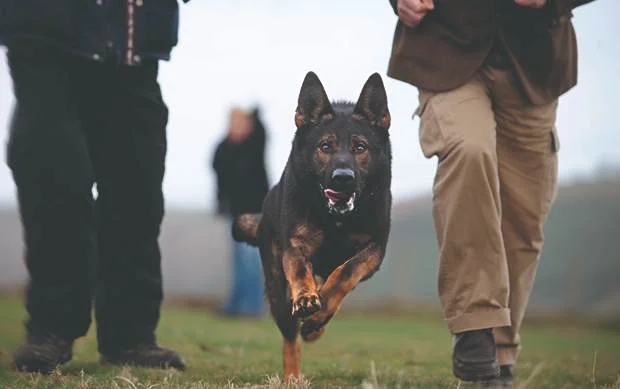 German Shepherds Used As Police Dogs
