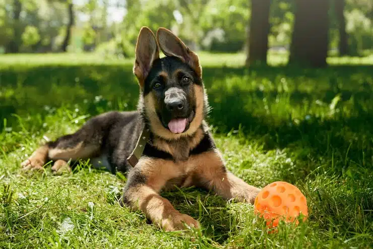 German Shepherd with Squeaky Toys