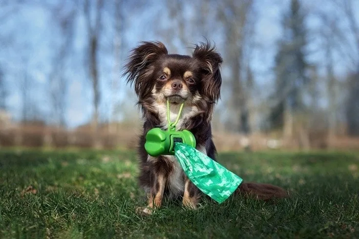 dispose of dog poop without smell