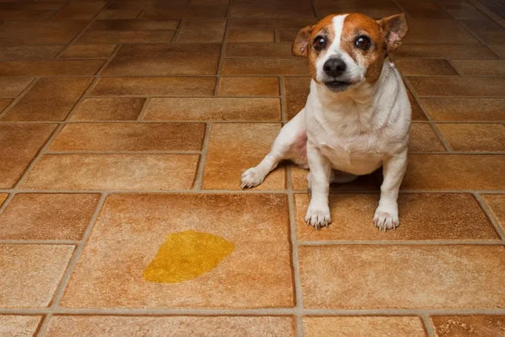 Why Dogs Pee When Excited or Scared?