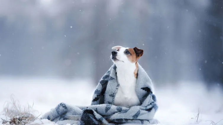 do dogs get cold at night