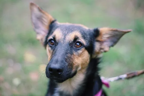 skinny-German-Shepherd