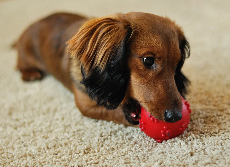 Squeaky Toys