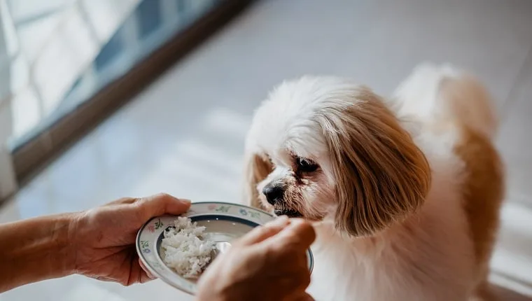 Best Soft Dog Food for Senior Dogs