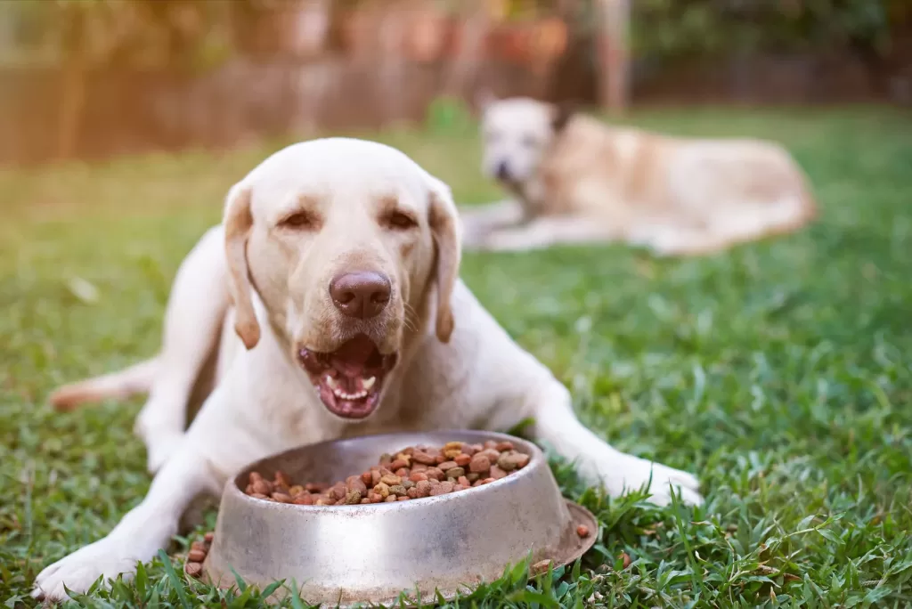 Soft Dog Food for Senior Dogs