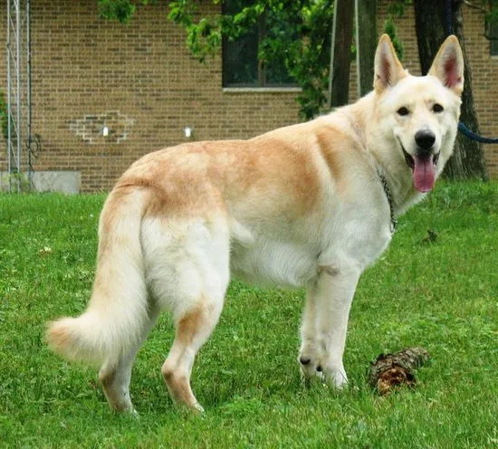 Blonde German shepherd