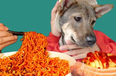 Can Dogs Taste Spicy Foods